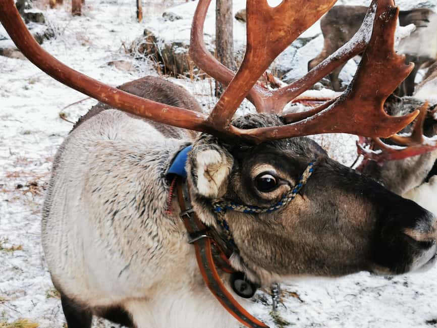 Rovaniemi: Reindeer, Huskies, Santa's Pets & Aurora Hunt - The husky ride is short, but it brings the speed