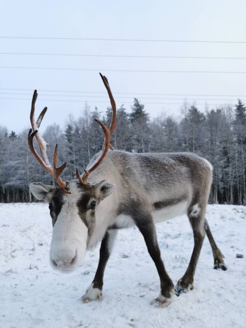 Rovaniemi: Reindeer, Huskies, Santa's Pets & Aurora Hunt - A useful free-time choice at midday