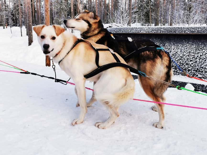 Rovaniemi: Reindeer, Huskies, Santa's Pets & Aurora Hunt - The northern lights search uses two locations