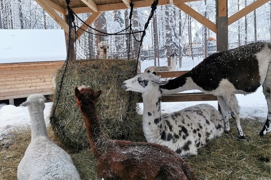 Rovaniemi: Reindeer, Huskies, Santa's Pets & Aurora Hunt - The $271 price: good value for a sampler, less so for specialists