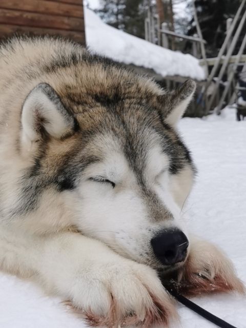 Rovaniemi: Reindeer, Huskies, Santa's Pets & Aurora Hunt - Cold-weather preparation can make or break the day