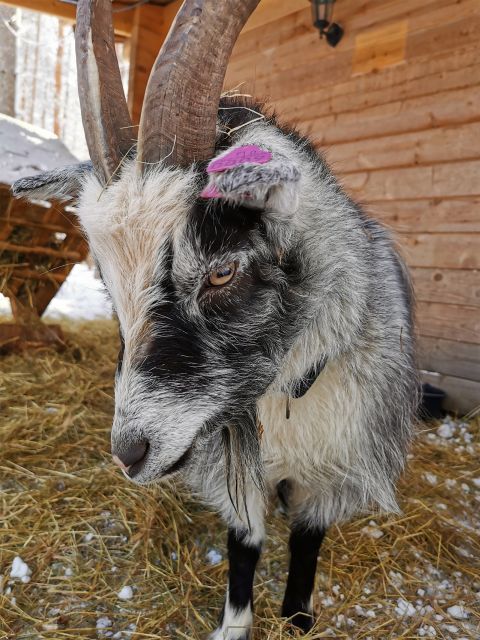 Rovaniemi: Reindeer, Huskies, Santa's Pets & Aurora Hunt - Santa Claus Village and the short reindeer sleigh
