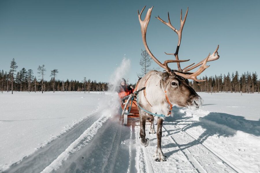 Rovaniemi: Reindeer Sleigh Ride with Hot Drink and Cookies - Meeting the reindeer before the sleigh ride
