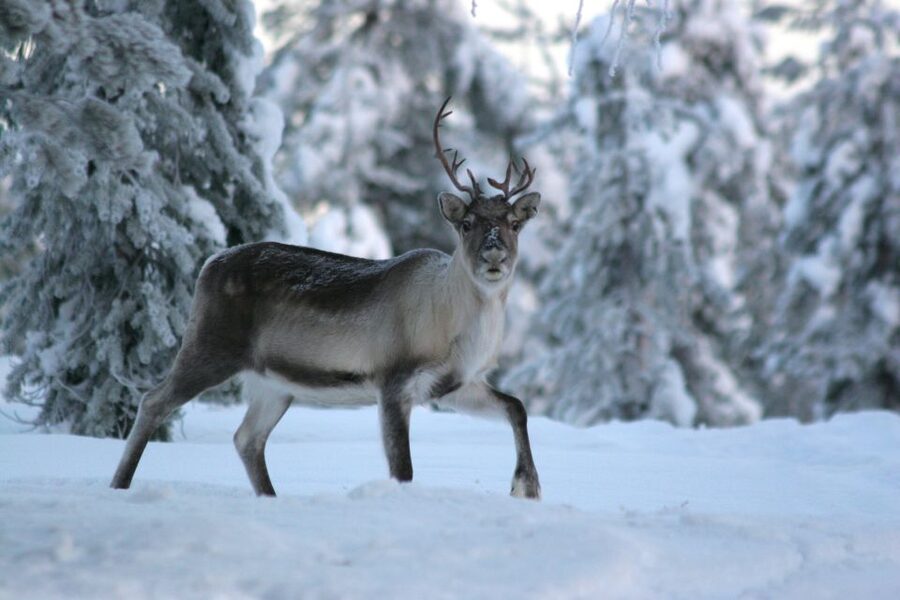 Rovaniemi: Reindeer Sleigh Ride with Hot Drink and Cookies - The 1.5-kilometer sleigh ride through the forest