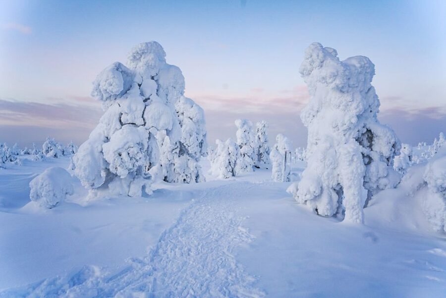 Rovaniemi: Riisitunturi National Park Day Trip with Lunch - Who should book this Riisitunturi trip?
