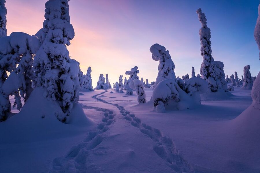 Rovaniemi: Riisitunturi National Park with Pro Photos & BBQ - Booking details that matter