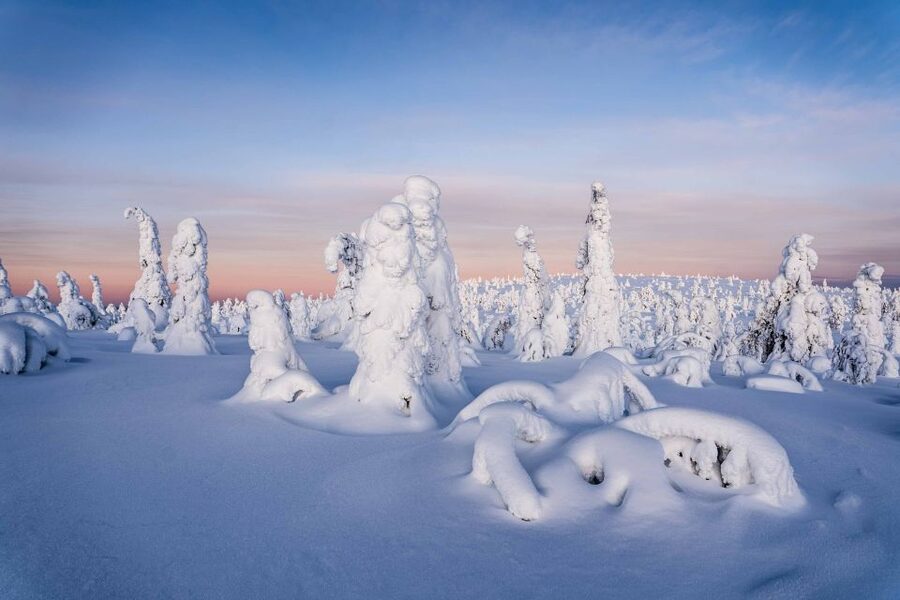Rovaniemi: Riisitunturi National Park with Pro Photos & BBQ - A 4 km walk through snow-loaded forest