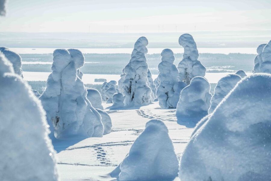 Rovaniemi: Riisitunturi National Park with Pro Photos & BBQ - Who will enjoy this most