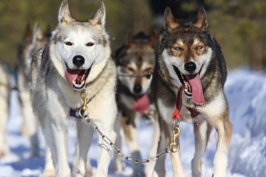 Rovaniemi: Self-Drive Husky Sleigh Ride Adventure - Key points before you book