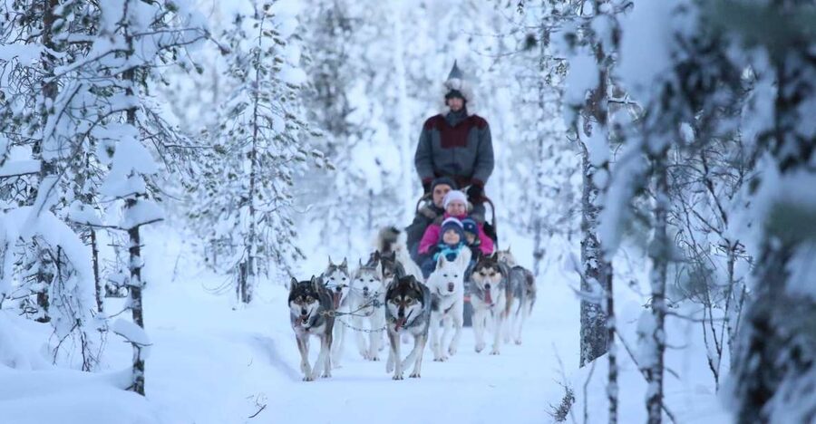 Rovaniemi: Self-Drive Husky Sleigh Ride Adventure - Taking the driver’s place on the husky sled