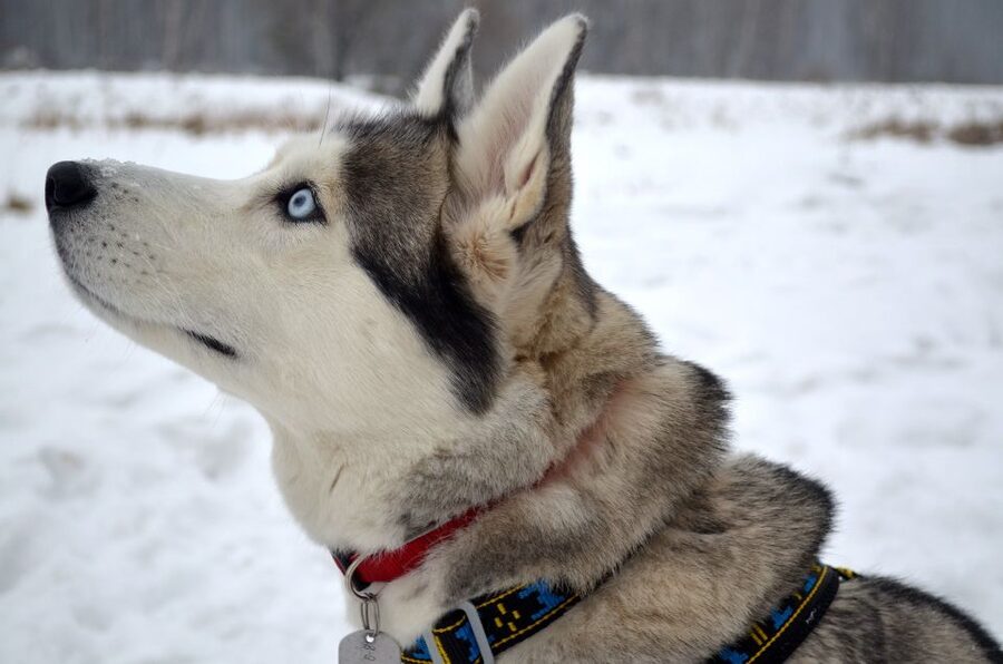 Rovaniemi: Self-Drive Husky Sleigh Ride Adventure - Learning the basics from a professional musher