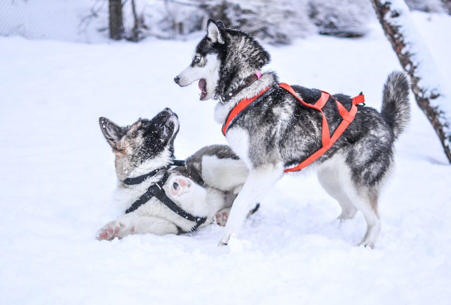 Rovaniemi: Self-Drive Husky Sleigh Ride Adventure - Should you book the Rovaniemi self-drive husky ride?