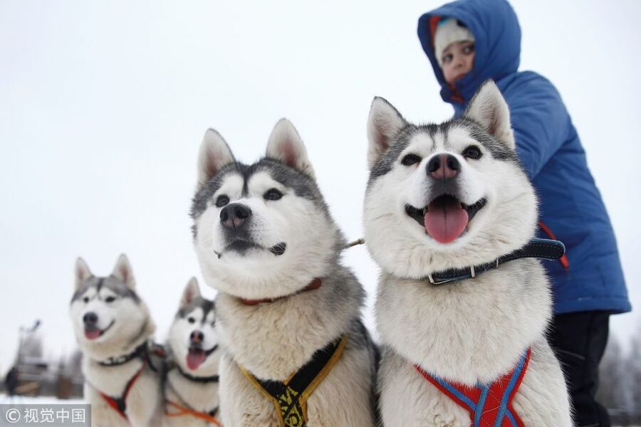 Rovaniemi: Self-Drive Husky Sleigh Ride Adventure - Leaving Rovaniemi for a quieter kennel