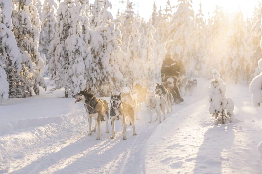Rovaniemi: Snowmobile Safari, Reindeer & Husky Sleigh Ride - Three Lapland classics before lunch