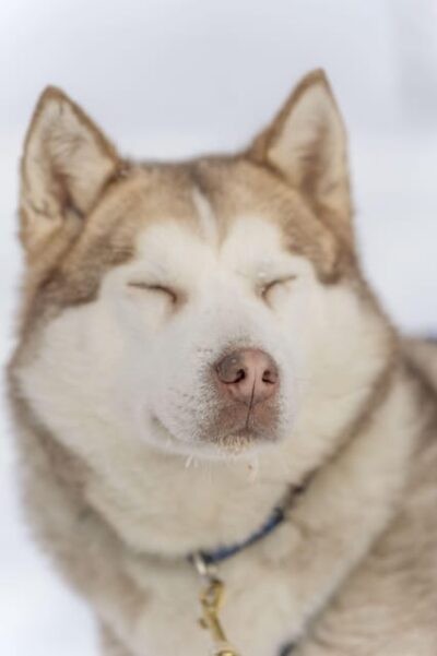 Snowmobile Safari, Reindeer & Husky Sleigh Ride
