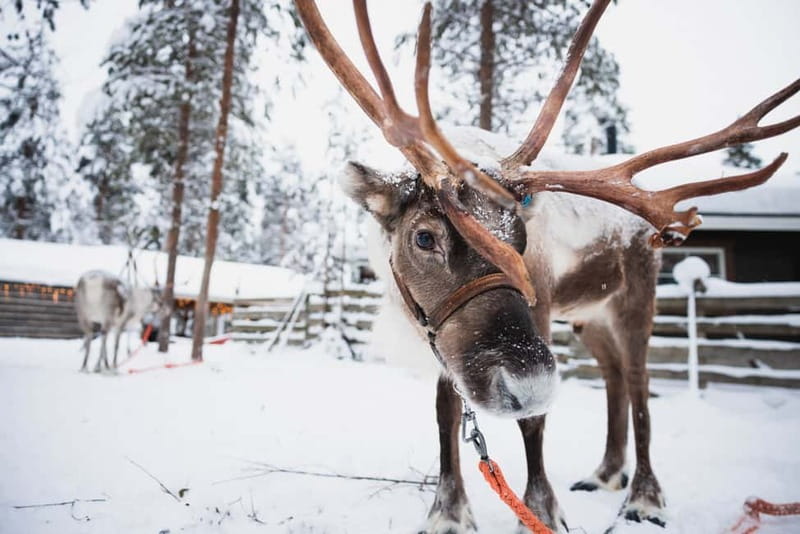 Rovaniemi: Snowmobile Tour and Reindeer Experience - Meeting in Rovaniemi or Santa Claus Village