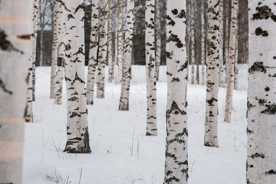 Rovaniemi: Snowshoeing in the Arctic Wilderness - Dressing for the cold
