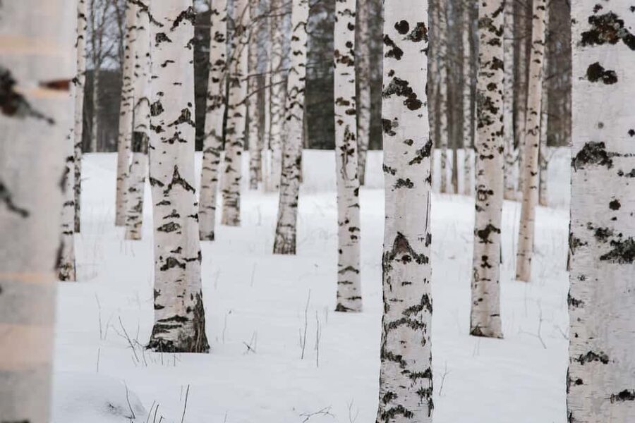 Rovaniemi: Snowshoeing in the Arctic Wilderness - Who will enjoy this snowshoe trip?