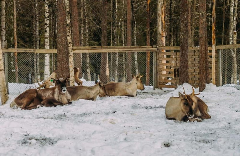 Rovaniemi: Trip to Ranua Zoo with Tickets - Why Ranua Zoo makes a good half-day from Rovaniemi