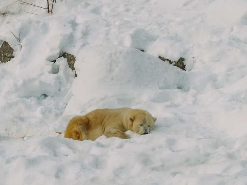 Rovaniemi: Trip to Ranua Zoo with Tickets - Clothing, comfort, and winter planning