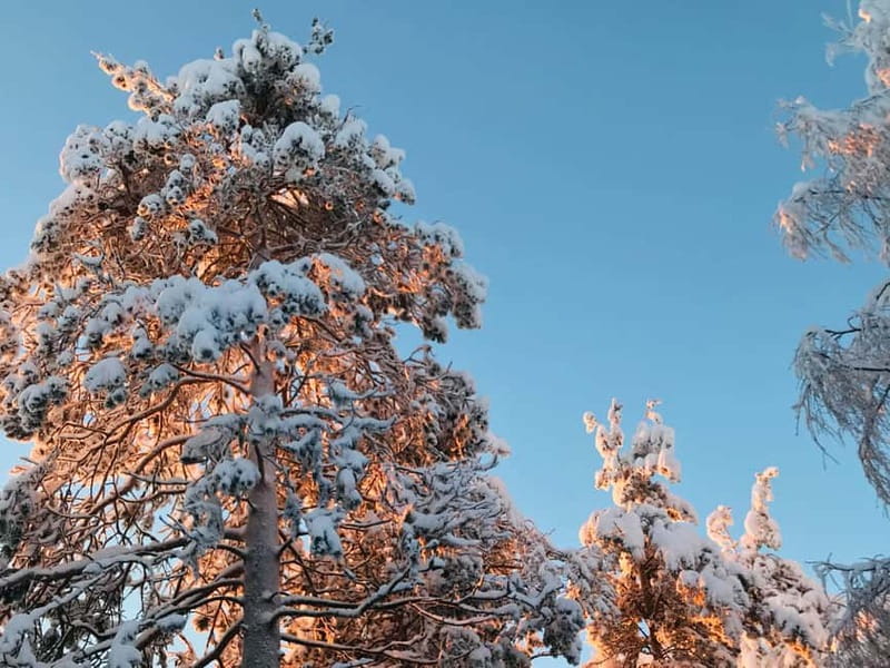 Rovaniemi: Trip to Ranua Zoo with Tickets - Who should book this Ranua trip?