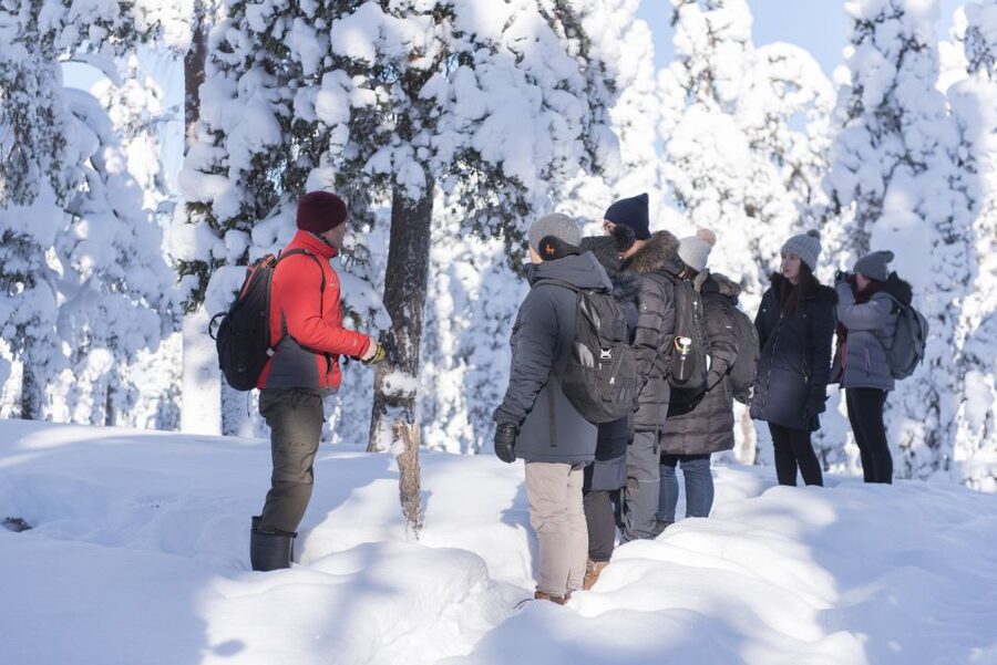 Rovaniemi: Wilderness Tour - Reading the snow for signs of wildlife