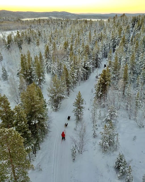 Saariselkä: 10KM Husky Safari with kennel visit - Meeting the dogs at a small working kennel