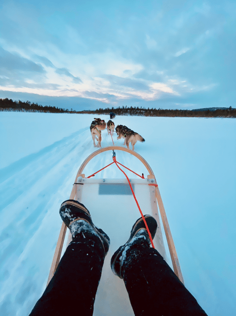 Saariselkä: 10KM Husky Safari with kennel visit - What it feels like to drive rather than just ride