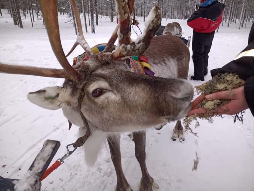 Saariselkä: Northern Lights & Reindeer Sledding Tour - Feeding the reindeer and meeting the animals