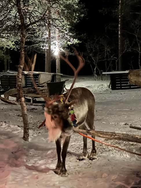 Saariselkä: Northern Lights & Reindeer Sledding Tour - What the $222 price really buys you