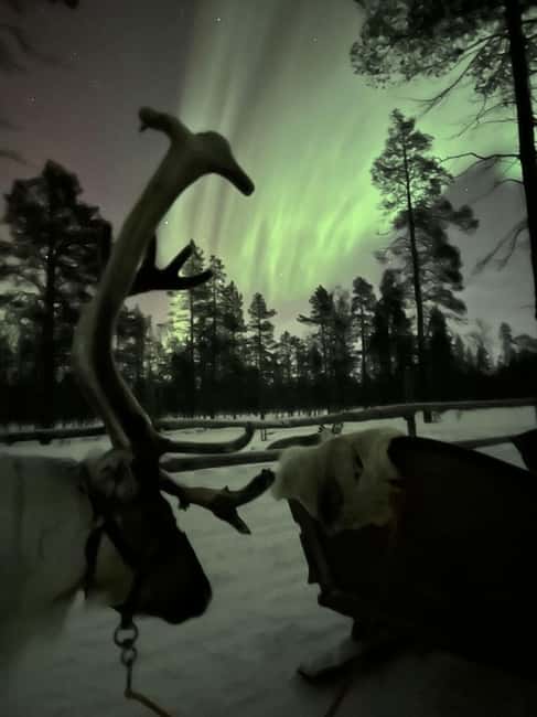 Saariselkä: Northern Lights & Reindeer Sledding Tour - Should you book the Saariselkä reindeer tour?