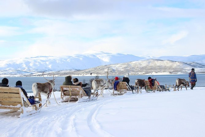 Sami Culture and Short Reindeer Sledding from Tromso - Key points to know before booking