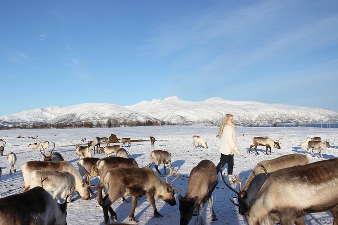 Sami Culture and Short Reindeer Sledding from Tromso - How much value do you get for $204.05?