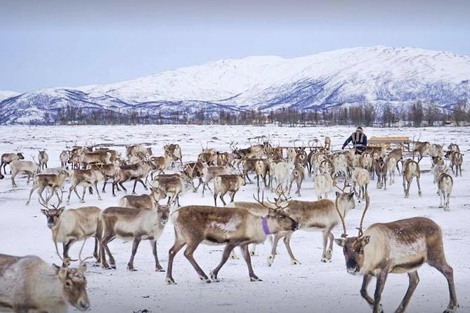 Sami Culture and Short Reindeer Sledding from Tromso - Feeding 300 reindeer up close