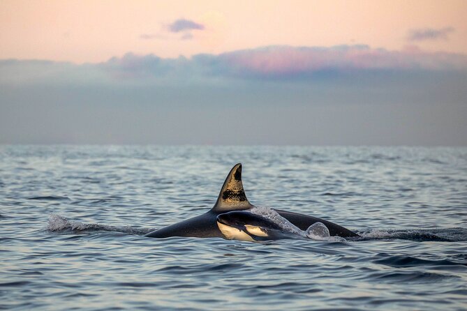 Silent Whale Watching by Hybrid-Electric Boat from Tromsø - Lyngstuva Lighthouse and the Lyngen Alps