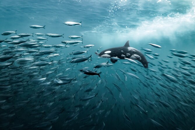 Silent Whale Watching by Hybrid-Electric Boat from Tromsø - What the Brim Explorer boat is like