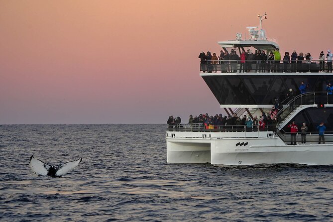 Silent Whale Watching by Hybrid-Electric Boat from Tromsø - Timing, season, and daylight