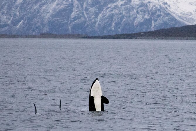 Silent Whale Watching by Hybrid-Electric Boat from Tromsø - Skjervøy and the search for whales