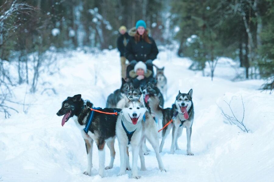 Sirkka: Husky Sled Ride in Levi 2km or 5 km from Levi - Meeting the huskies near Levi