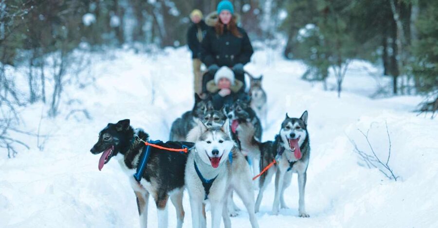 Sirkka: Husky Sled Ride in Levi 2km or 5 km from Levi - The 2 km and 5 km sled choices