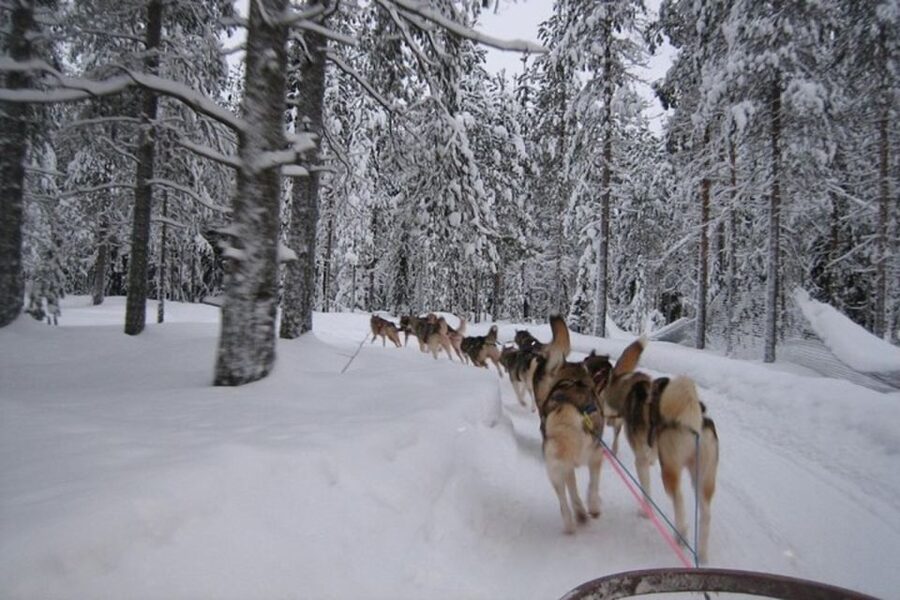Sirkka: Husky Sled Ride in Levi 2km or 5 km from Levi - What the safety briefing really covers