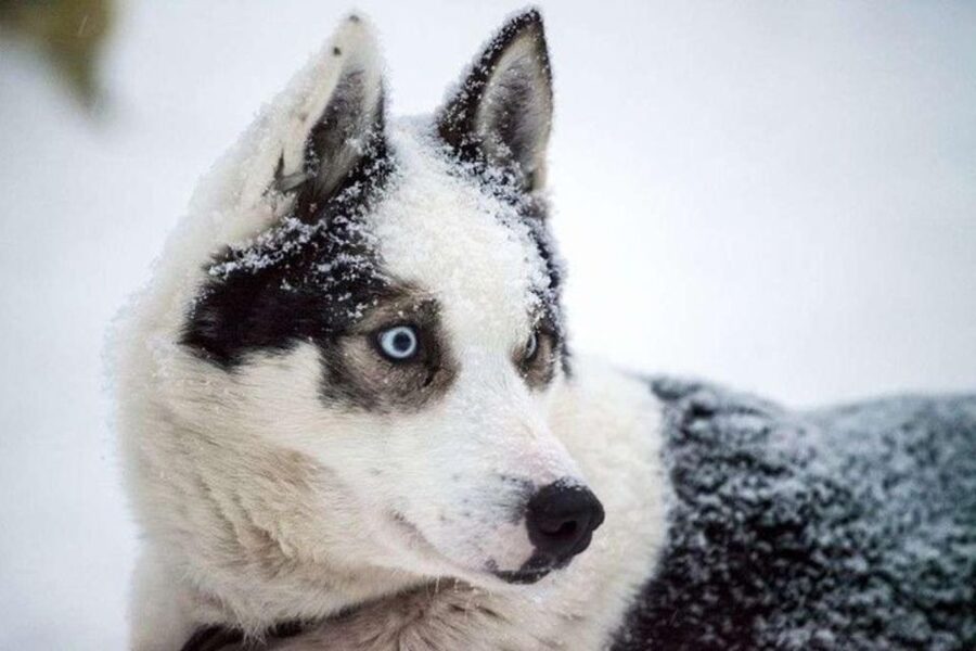 Sirkka: Husky Sled Ride in Levi 2km or 5 km from Levi - Is $199 a fair price?