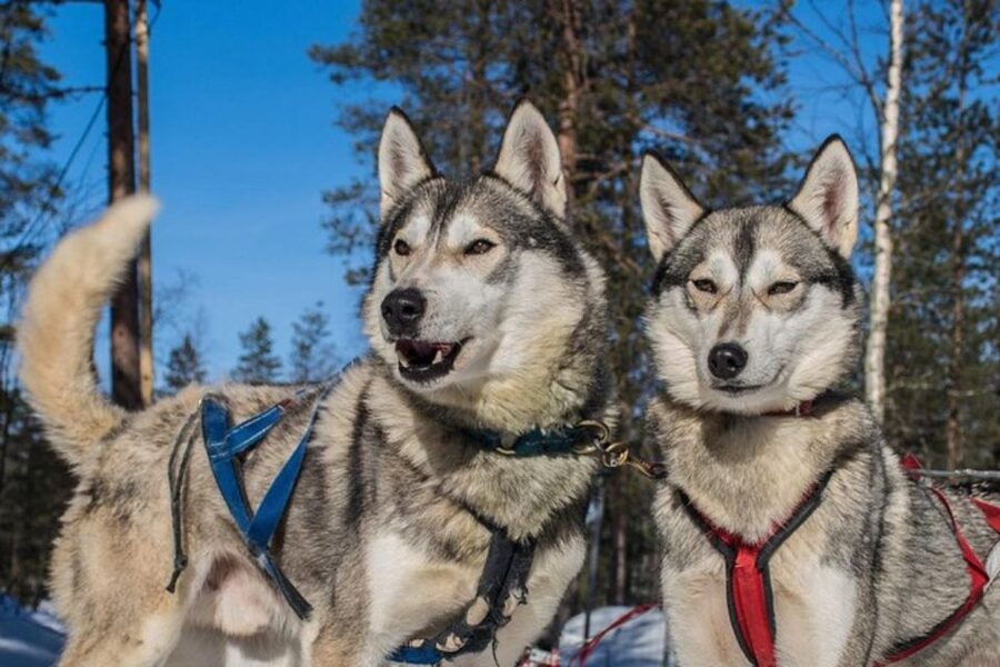 Sirkka: Husky Sled Ride in Levi 2km or 5 km from Levi - Gliding through Lapland’s snowy forest