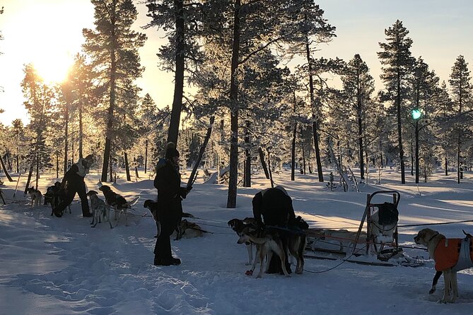 Sit Down Husky Ride Dog Sled Tour in Kiruna - How the sled ride works