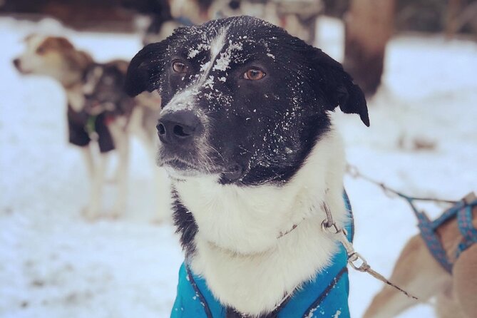 Sit Down Husky Ride Dog Sled Tour in Kiruna - Pickup from central Kiruna hotels