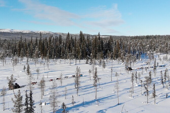 Sit Down Husky Ride Dog Sled Tour in Kiruna - Who will enjoy this most