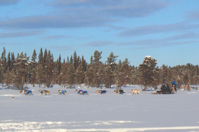 Sit Down Husky Ride Dog Sled Tour in Kiruna - Coffee, cake, and a tipi in the forest