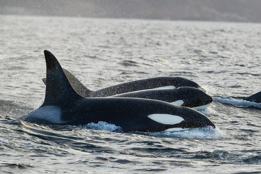 Skjervøy: Orca and Whale-Watching comfort heated Boat Trip - Out on the Barents Sea for roughly 3.5 hours