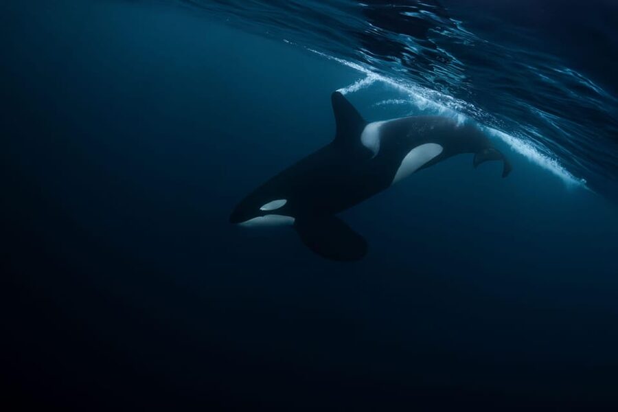Skjervøy: Orca and Whale-Watching comfort heated Boat Trip - Humpbacks, minke whales, and fin whales