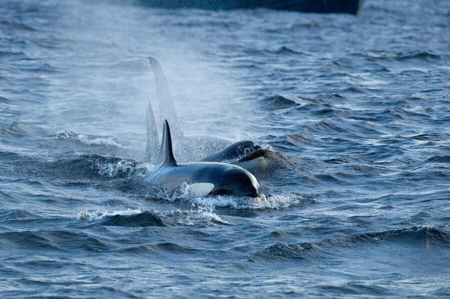 Skjervøy: Orca and Whale-Watching comfort heated Boat Trip - A practical setup for wildlife photography